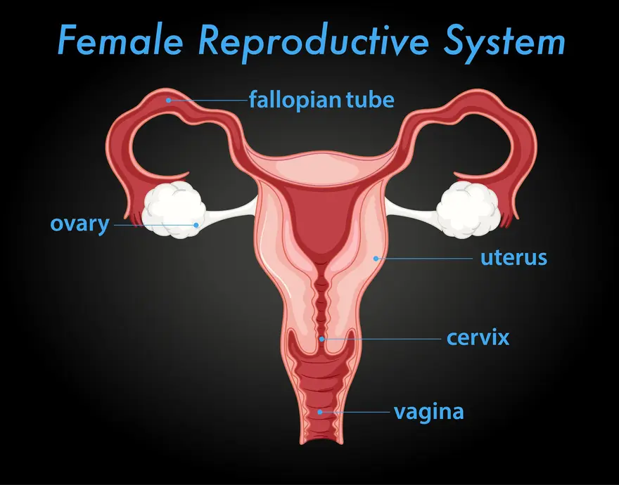 Female reproductive system highlighting uterus anatomy